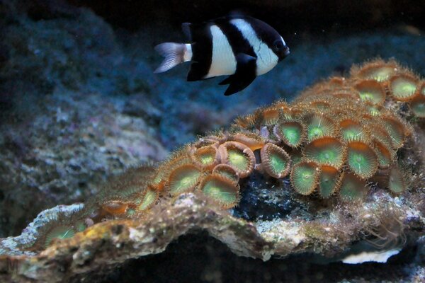 Animaux et poissons marins sous-marins