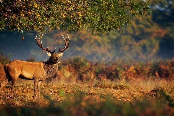 Beautiful deer in the wild