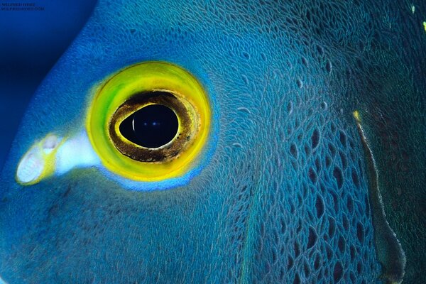 El ojo de un animal submarino marino