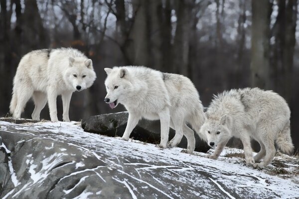 Loups prédateurs dans une journée d hiver