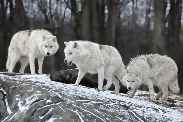 Хижі вовки в зимовий день