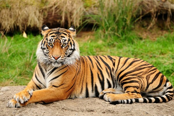 Tiger im natürlichen Lebensraum