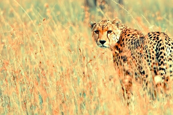 A leopard waiting for a victim in the bushes