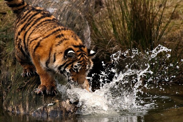 Predator is looking for prey in the river