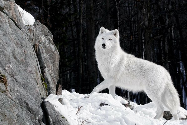 مجرد إلقاء نظرة على هذه المعجزة من الطبيعة-الذئب الأبيض