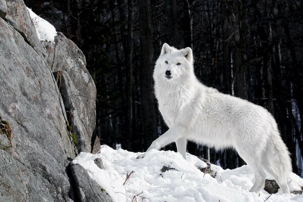 Schau dir dieses Wunder der Natur an - der weiße Wolf