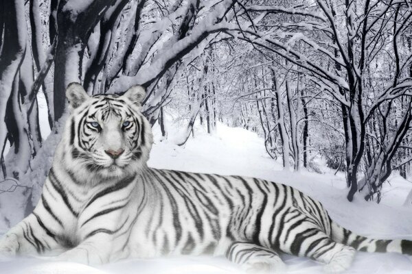 Tigre blanco en el bosque cubierto de nieve