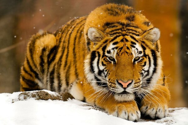 A gorgeous tiger in the wild