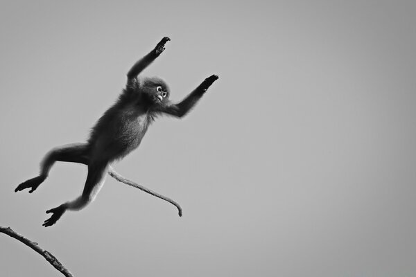 Dusky langura monkey black and white