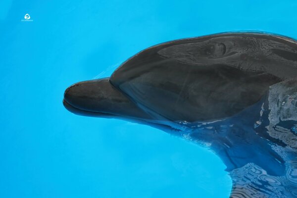 Dolphin swims in blue water