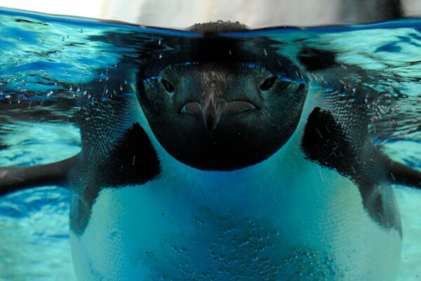 Pingüino bajo el agua. Océano