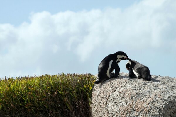 Penguins on a rock nature outdoors