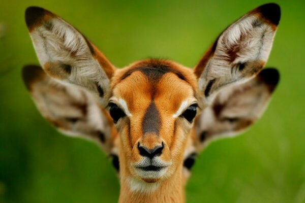 Lindo animal en la naturaleza