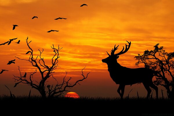 Puesta de sol silueta de ciervos y aves