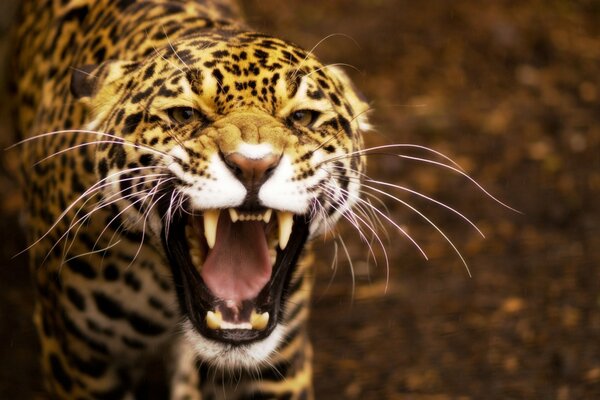 The leopard bared its fangs. Cat