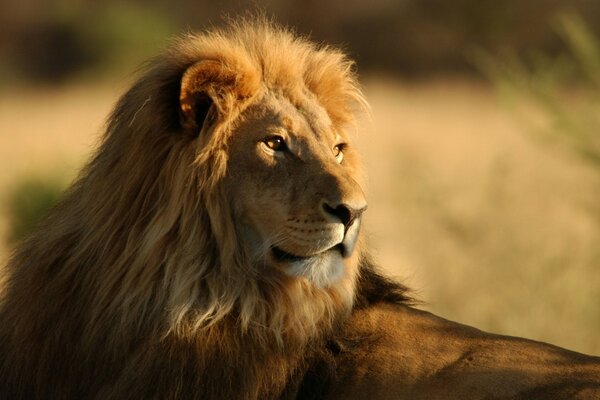 El gran León en el desierto