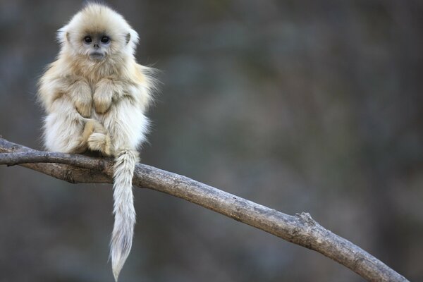 Macaco sentado em uma árvore alta