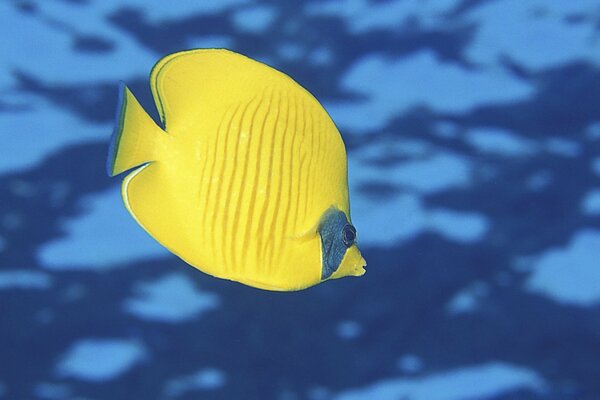 Peixe amarelo em água azul