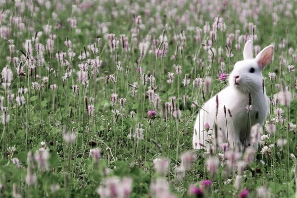 Conejo blanco en el césped verde