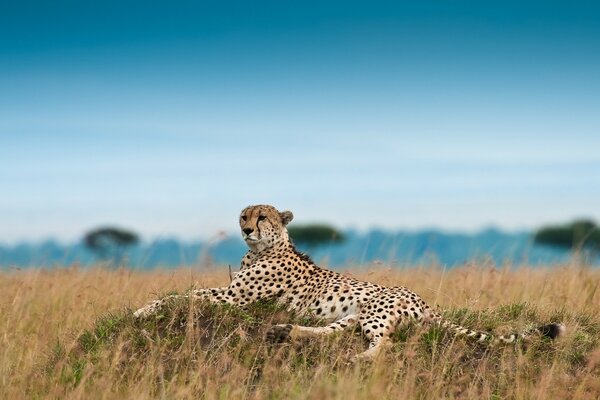 Splendido leopardo in vacanza