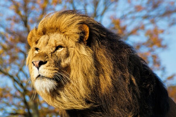 A strong lion peers into the distance