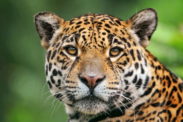 Leopardo-se refiere a los animales depredadores