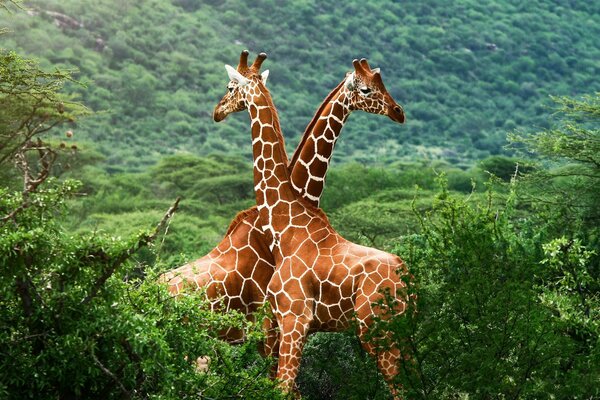 Due giraffe imponenti e una giungla infinita