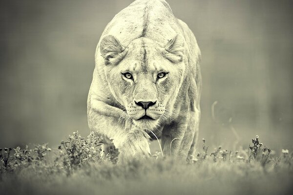 Grey photo of a lioness walking on camera