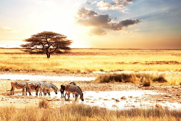 Schöne Tierlandschaft in Safari