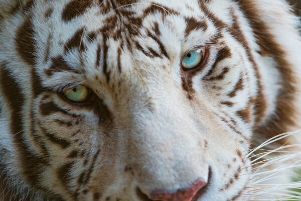 White tiger with different eyes