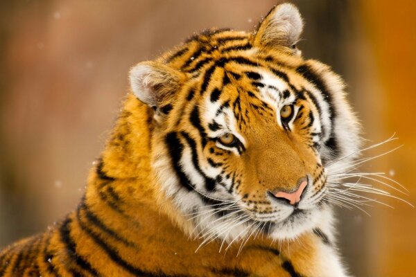 Siberian Tiger of wild animals