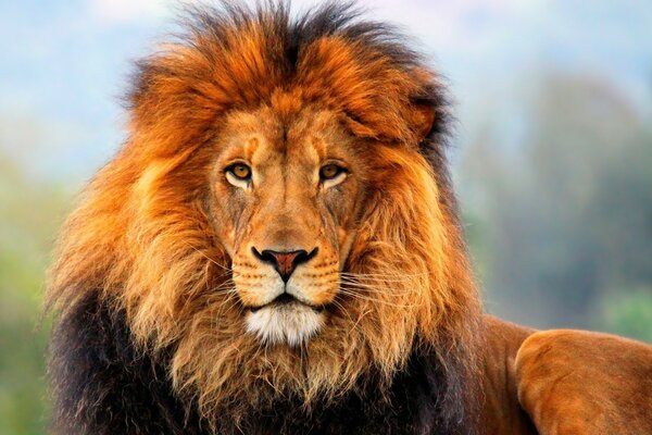 A huge lion is the king of beasts