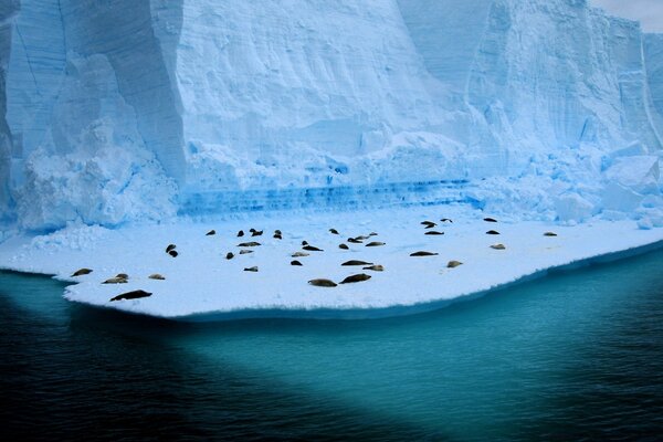 Animali marini sul lastrone di ghiaccio dell iceberg