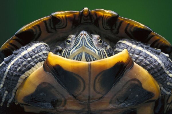 Sea animals beautiful turtle