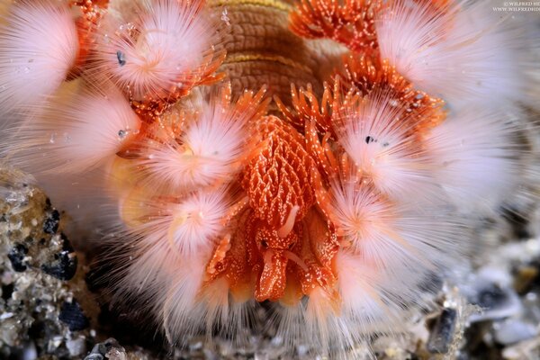 Sea beautiful animals underwater world