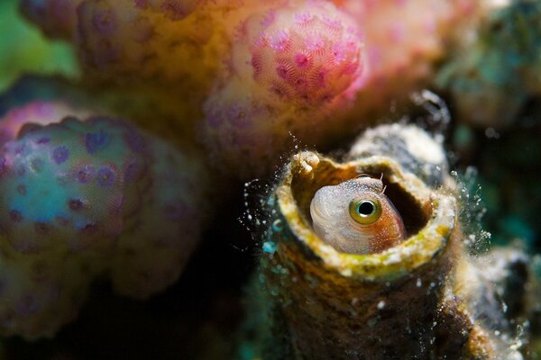 A sea slave peeking out against the background of corals