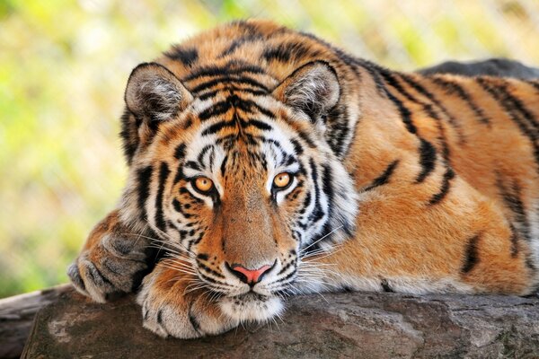 A predatory tiger is resting on a log