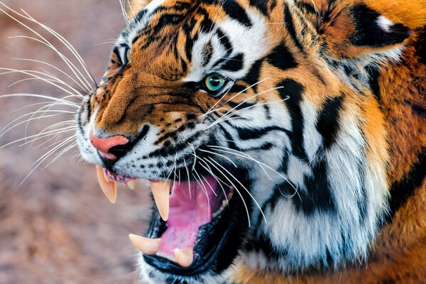 A furious tiger is preparing to attack