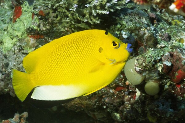 Bright inhabitants of the coral reef