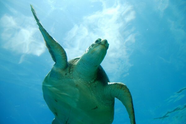 Schildkröte unter Wasser, Meerestier