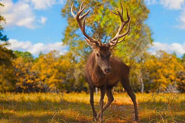 A deer walks in the forest on the grass