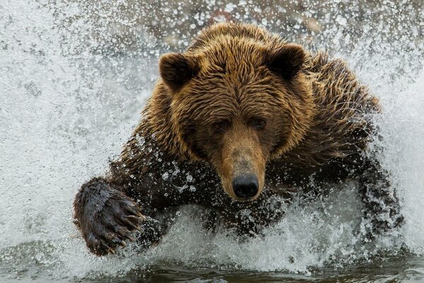 Brown bear in splashes of water