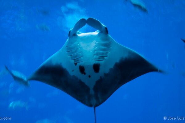 Stingray underwater in the wild