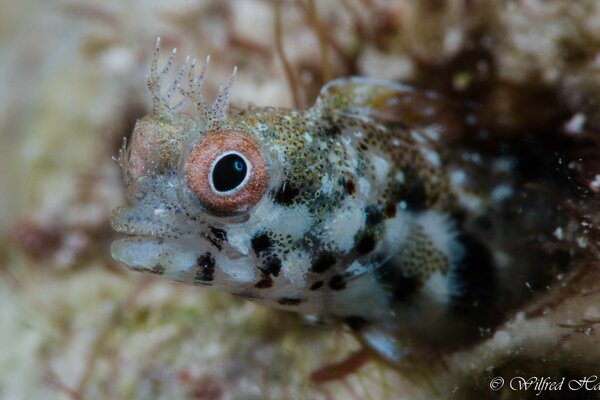 Puchegdazaya fish at the bottom of the sea