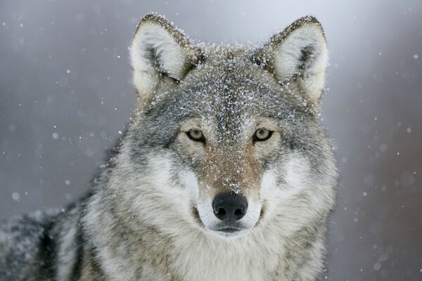 Grey wolf in the winter forest