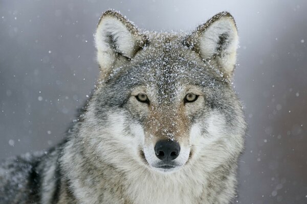 冬日森林里的灰狼