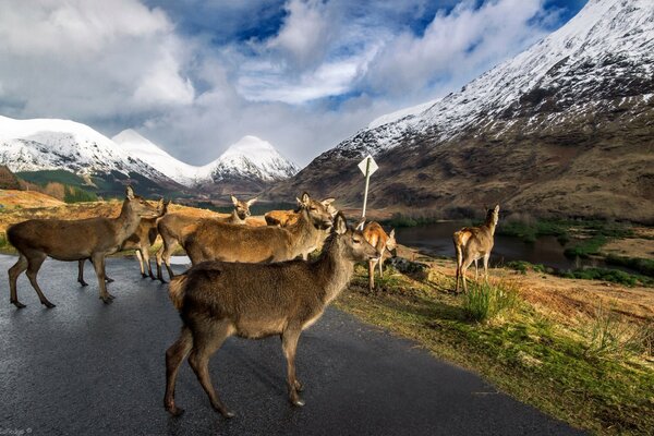 The deer went out for a walk in the fresh air