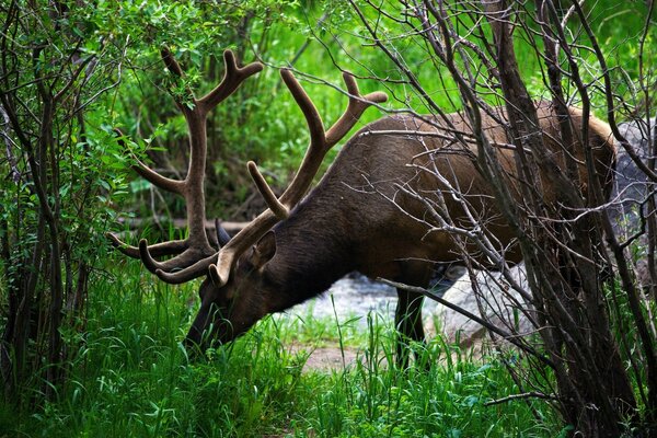 Deer are beautiful animals listed in the Red Book