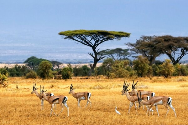 Antelopes can be observed in the safari park