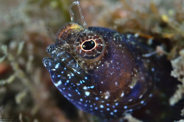 Jerk Peeping d un récif de corail